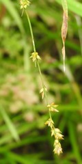 Carex divulsa divulsa