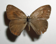 Cyllopsis pertepida