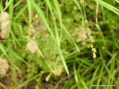 Carex divulsa divulsa