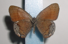 Cyllopsis pertepida