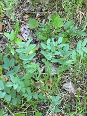 Sanguisorba officinalis