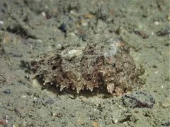 Sepia recurvirostra