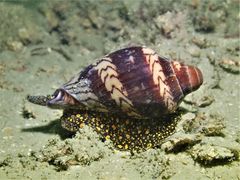 Cymbiola nobilis