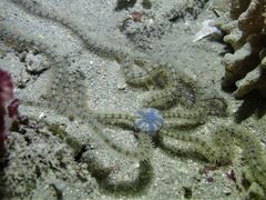 Macrophiothrix