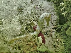 Hippocampus comes