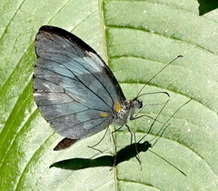 Dismorphia crisia foedora