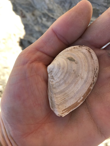 Macoma nasuta