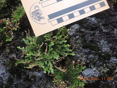 Selaginella nothohybrida