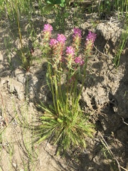 Pedicularis sudetica interior