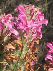 Pedicularis sudetica interior