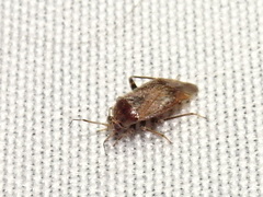 Agnocoris