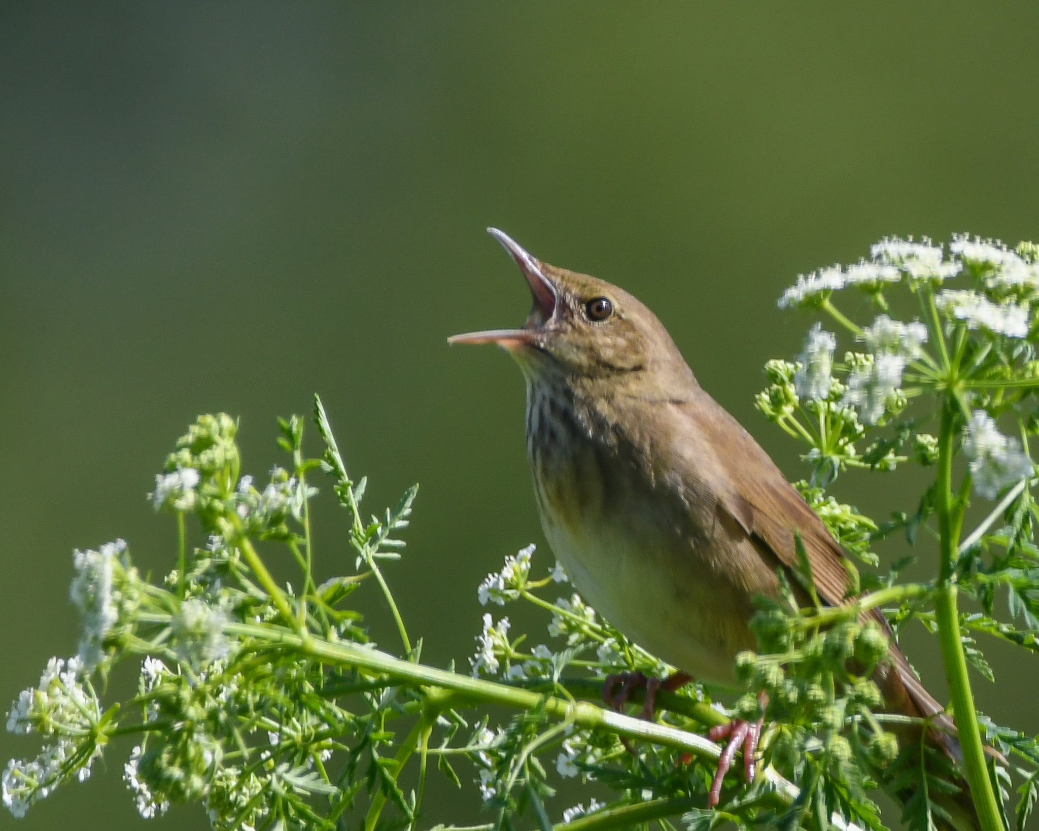River Warbler (Locustella fluviatilis)