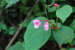 Begonia grandis