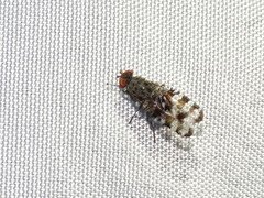 Pseudotephritis