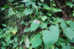 Begonia grandis