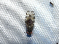 Pseudotephritis