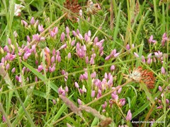 Centaurium chloodes