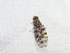 Pseudotephritis