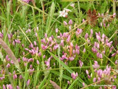 Centaurium chloodes