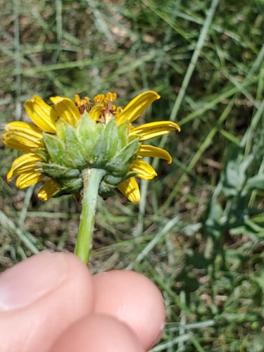 Image of Helianthus ciliaris by no rights reserved