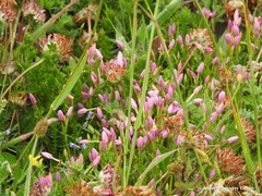 Centaurium chloodes