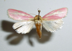 Heliocheilus julia