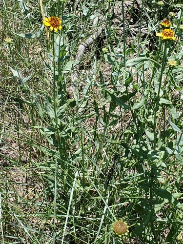Image of Helianthus ciliaris by no rights reserved