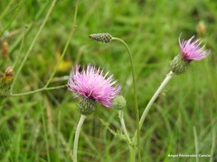 Cirsium filipendulum