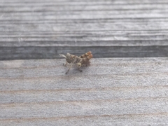 Melanoplus punctulatus