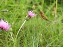 Cirsium filipendulum
