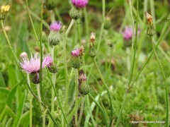 Cirsium filipendulum