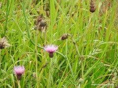 Cirsium filipendulum
