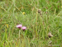 Cirsium filipendulum