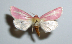 Heliocheilus julia