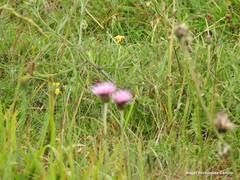 Cirsium filipendulum