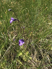 Pinguicula