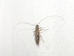 Lepturges
