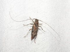 Lepturges