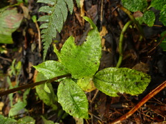 Microchilus