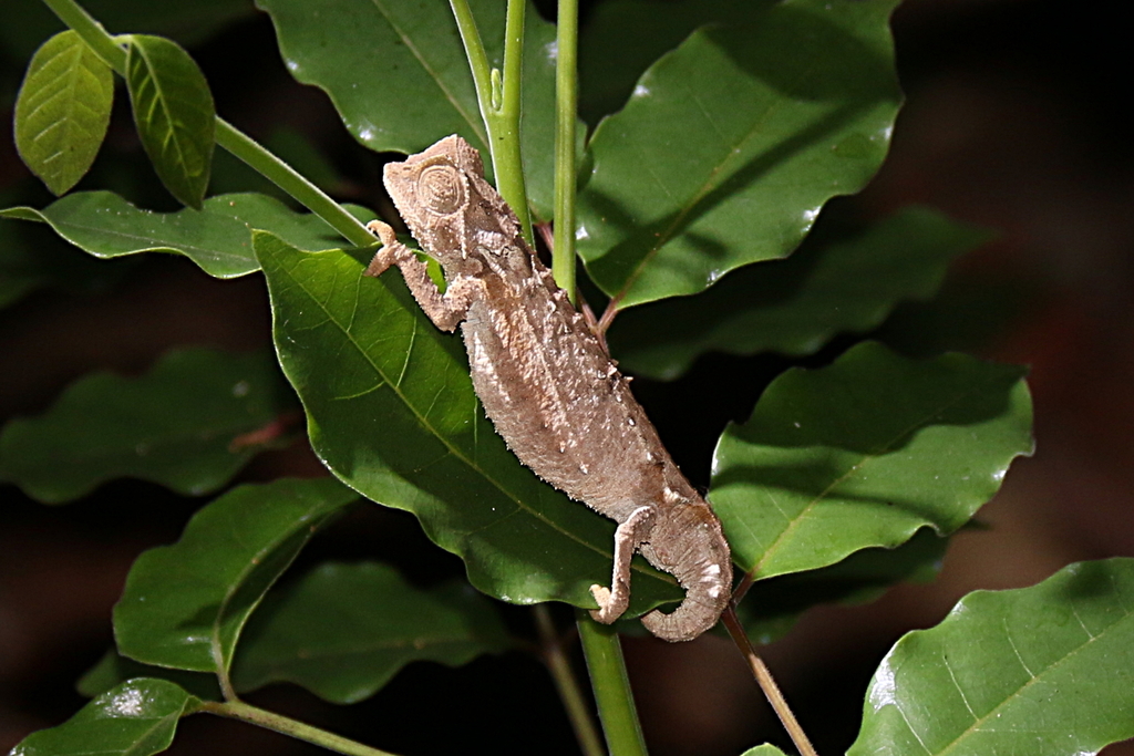 Decary's Leaf Chameleon