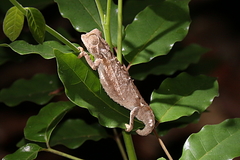 Brookesia decaryi