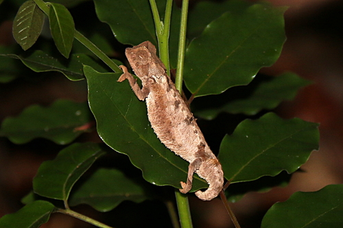 Spiny Leaf Chameleon