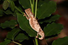 Brookesia decaryi