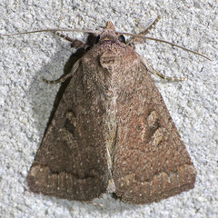 Condica charada
