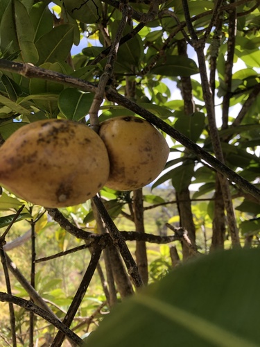 Ochrosia haleakalae