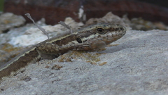 Podarcis muralis