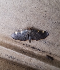 Hypsopygia binodulalis