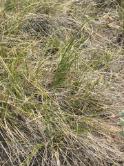 Carex filifolia