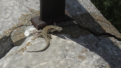 Podarcis muralis