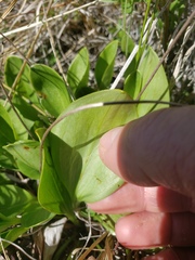 Parnassia glauca